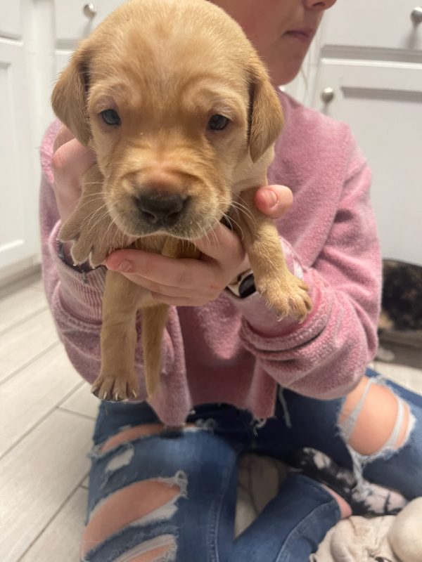 Pets, Horses & Livestock Archives Page 2 of 4 The Carolina Trader